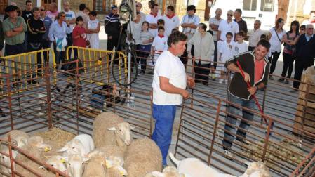 Carcastillo acoge este domingo la Fiesta de la Trashumancia