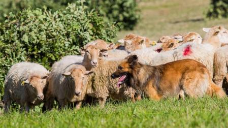 Cómo se entrena a un perro pastor campeón