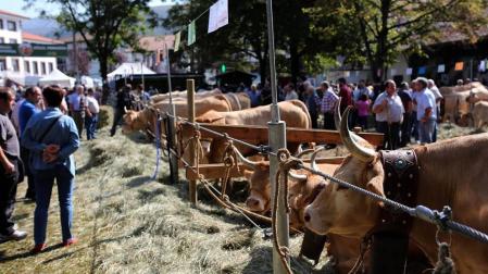 28 ganaderías de Navarra y País Vasco participaron en un concurso-subasta de más de 200 reses