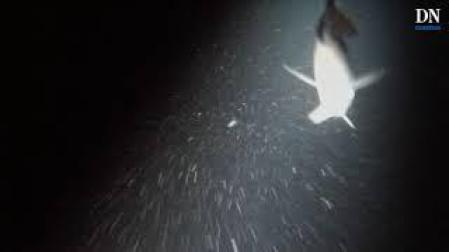 Buceo a la luz de la luna