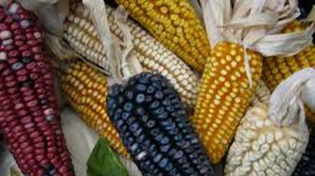 Ecologistas y científicos siguen enfrentados por el maíz transgénico en la UE