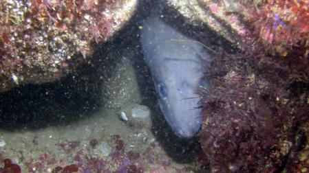 Vídeo de buceo en el Cantábrico