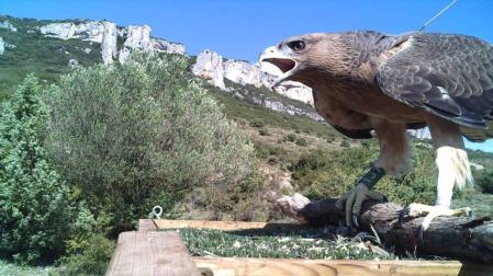 27 águilas perdiceras han sido criadas y liberadas en Navarra desde el año 2011