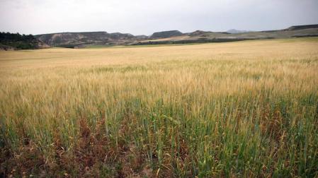 ¿Cómo se ha socorrido a la Ribera este verano ante la sequía?