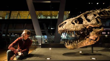 El "tiranosaurio rex" mejor conservado del mundo se expone en Barcelona