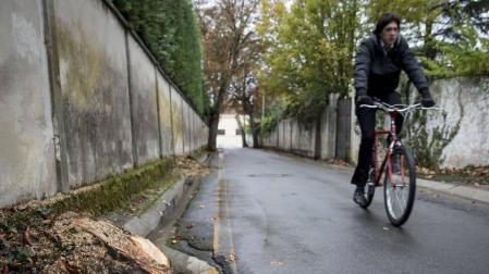 De castaños centenarios a tocones en la carretera de Beloso Alto