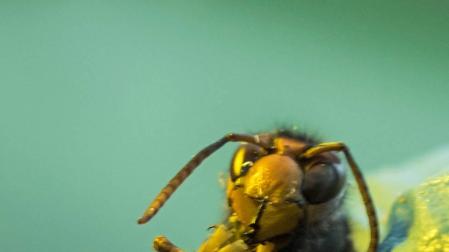 Medio Ambiente detecta en Navarra 40 especies exóticas invasoras