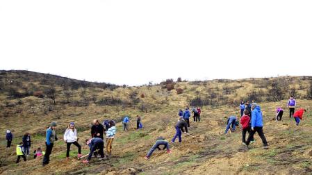 Concluyen las obras de restauración forestal del incendio de Tafalla