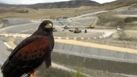 Halcones y águilas evitan daños a maquinaria y equipos en Góngora