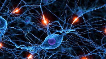 Investigadores descubren un fármaco que regenera las neuronas tras una lesión