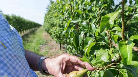 El granizo ha causado en Navarra daños en más de 31.200 hectáreas y la sequía en 11.200