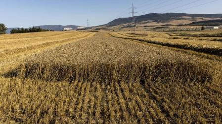 Un clima muy adverso deja en el campo indemnizaciones por 16 millones en Navarra