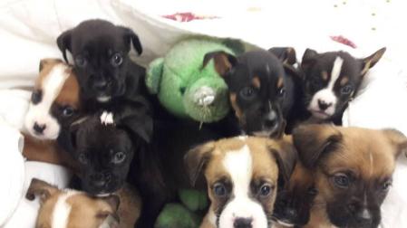 Imputan un delito de abandono y maltrato de cachorros en Sarriguren