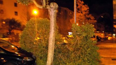 Cristales rotos y arboles y señales caídos: el viento causa múltiples daños en Pamplona