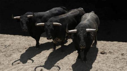 Los toros ya se encuentran en Pamplona