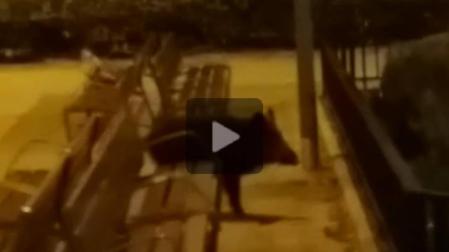 Un jabalí de 45 kilos se pasea por un parque de Tudela