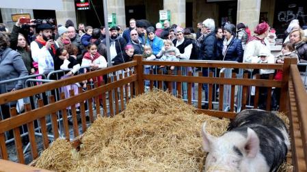 El susto de la cerda 'Úrsula' en la fiesta del agro en San Sebastián