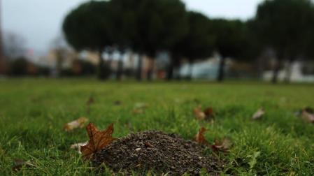 Topos y topillos agujerean los jardines de Pamplona