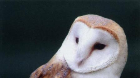 La lechuza común, una rapaz nocturna muy amenazada, elegida Ave del Año 2018