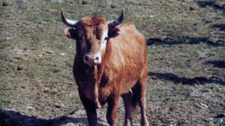 El Gobierno autoriza el uso del logotipo 'Raza autóctona' a la raza bovina Betizu
