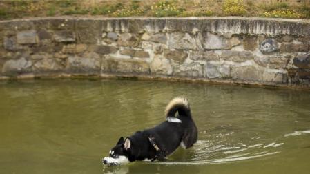 Un perro en un estanque de Pamplona