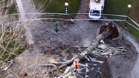 Dos heridos al caerles un árbol en la Vuelta del Castillo de Pamplona