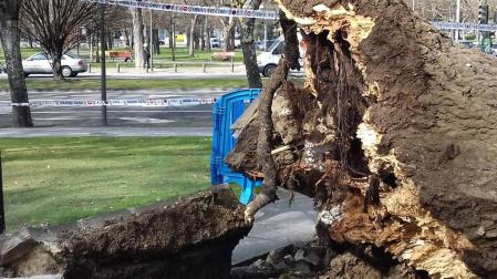 Los daños por los que cayó el árbol en la Vuelta del Castillo eran "indetectables"