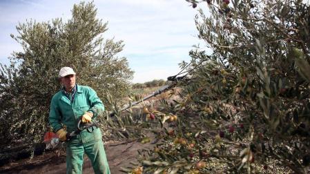 La producción de aceite se duplica en la Ribera tras una campaña récord