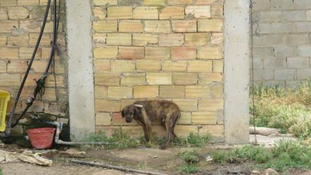 Reabren un caso por posible maltrato a animales en unas fincas de Cascante