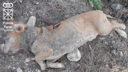 Imputado por matar un perro y enterrarlo en San Adrián