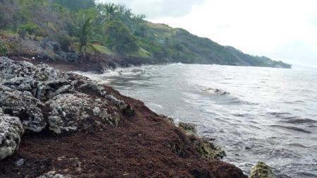 La marea marrón que inquieta en las Antillas