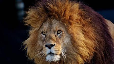 Unos 200 leones mueren cada año en Tanzania a manos de pastores