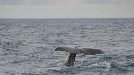 Ballenas pigmeas mueren al encallar en Taiwán llenas de bolsas de plástico