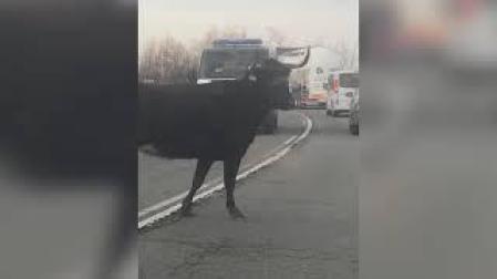 Una vaca brava corta el tráfico en la NA-134