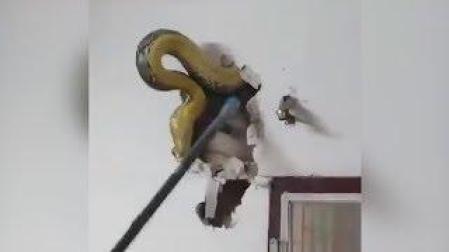 Pitón de 4,5 m encontrada en una pared