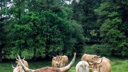 El posado de la vaca Pirenaica