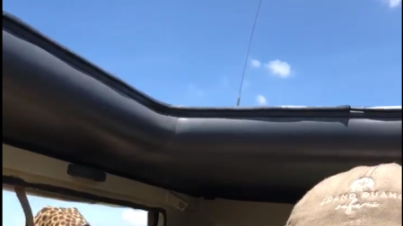 Un guepardo se cuela en un coche durante un safari en Tanzania