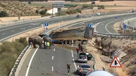 Vuelca un camión con elefantes en Pozo Cañada (Albacete)