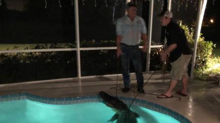 El cocodrilo que entró a la piscina de una familia en Florida