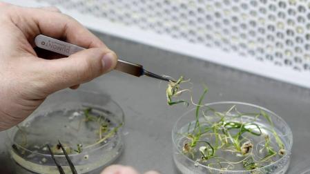 Bioceres e Iden Biotechnology se asocian para la mejora de la calidad de alfalfa