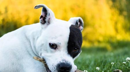 La muerte de una mujer y su hijo mordidos por su perro conmociona Alemania