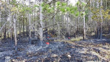 Denunciado el autor del incendio de Puente la Reina