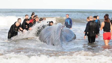 El adiós a la ballena que encalló en Argentina