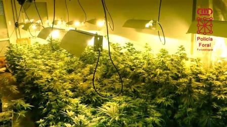 Detenidos en Murchante dos vecinos de Tudela por tráfico y cultivo de drogas