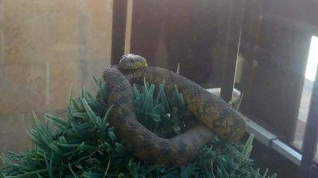 Encuentran una víbora y una culebra viperina en sendas viviendas de Gorraiz y Tafalla