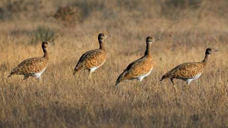 El sisón se encuentra al borde de la extinción, también en Navarra