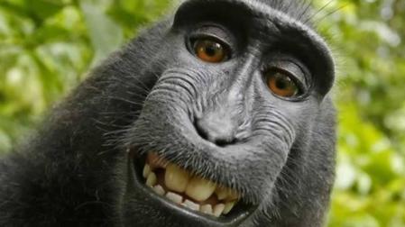 El macaco más famoso de la red no puede acogerse al copyright por su selfie