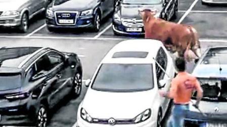 Un buey se pasea por las calles de Llodio y siembra el pánico por una hora
