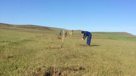 Plantan tamarices que delimitan la Cañada Real a su paso por Tafalla