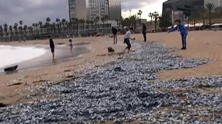 Miles de medusas toman una playa de Barcelona
